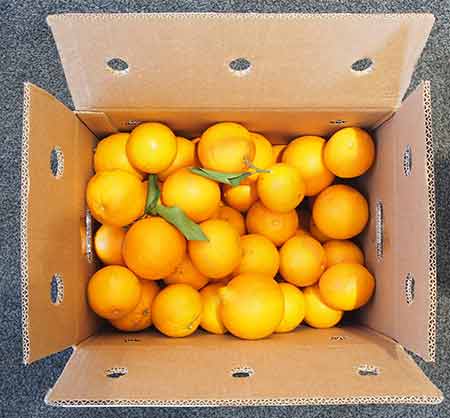 Transportkarton mit Orangen von der Finca Naranjas del Carmen