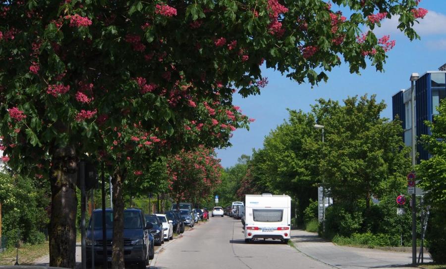 Kastanienblüte 2018 bei der Zufahrt zur digiposter e.K. in der Professor-Messerschmitt-Straße